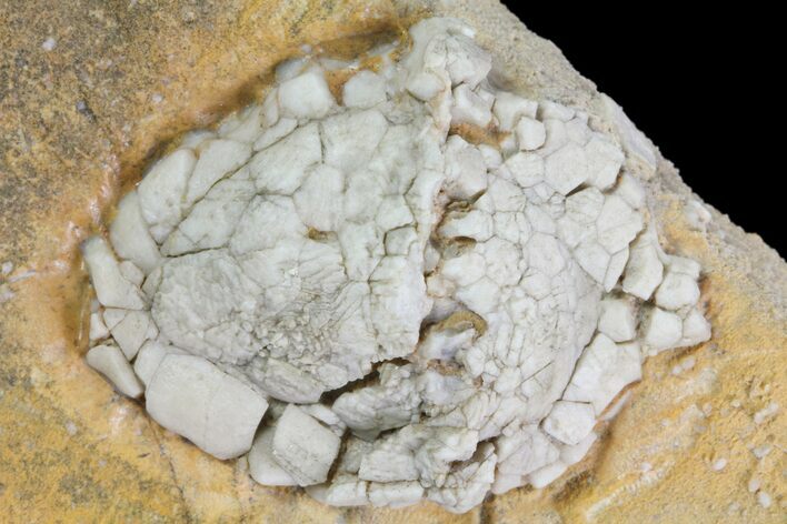 Cactocrinus Crinoid Calyx - Burlington Formation, Missouri #80796